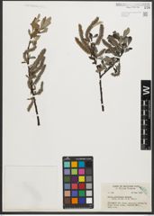 Foto von Salix sitchensis Sanson ex Bong.